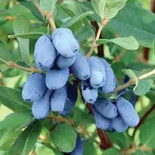 Honeyberry/Haskap berry plants