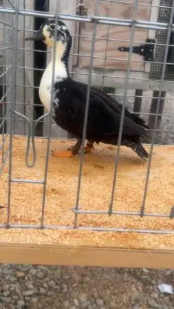Call Duck Pairs