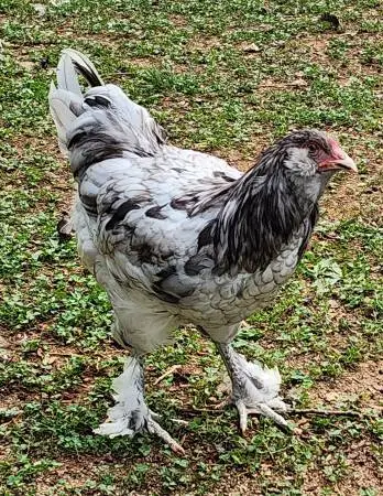 Roosters