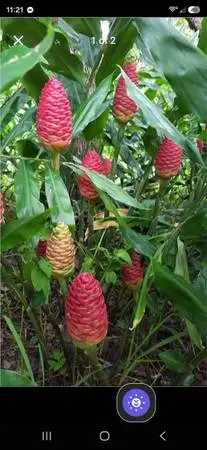 Plant sale♡ Shampoo Ginger Awapuhi ♡☆2 for 20 this week only**