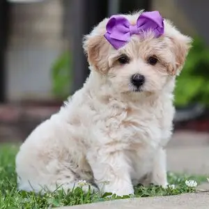 Maltipoo Puppy