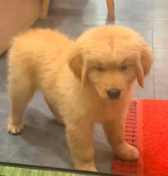 Golden retriever puppies for adoption