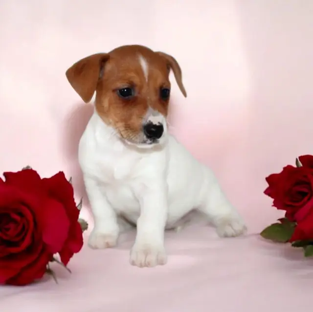 Jack Russell