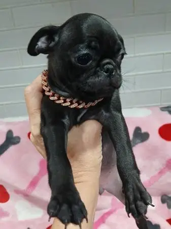 Pug