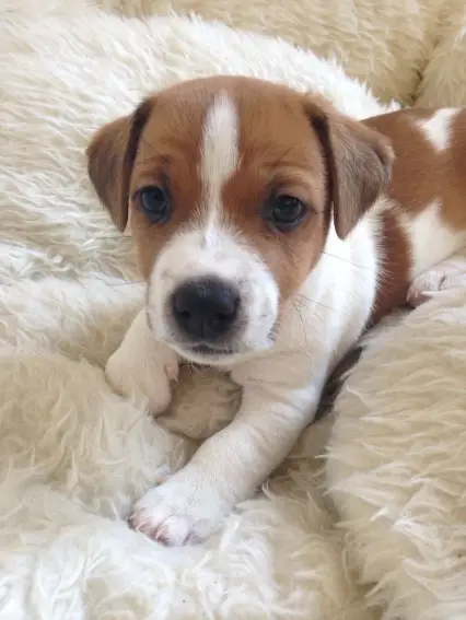 Jack Russell