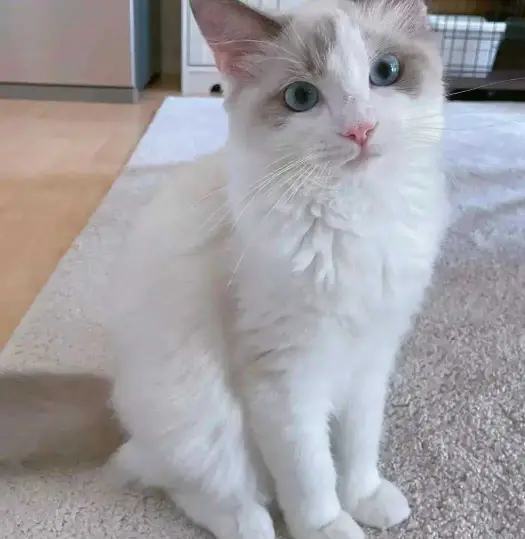 A purebred Ragdoll kittten