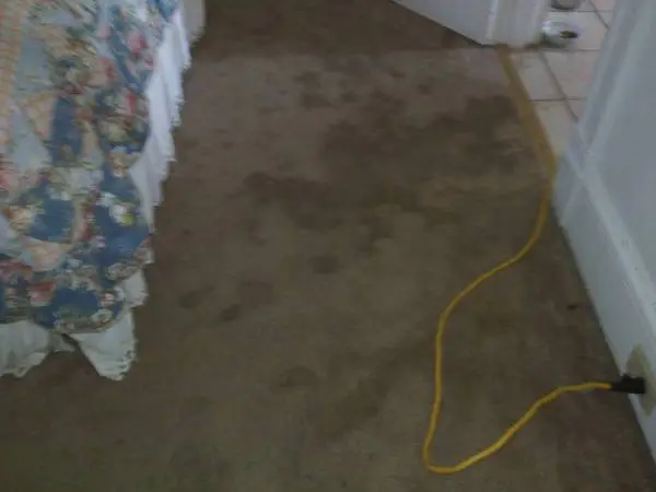 Carpet cleaning upholstery cleaning service Two rooms plus Hall $49.