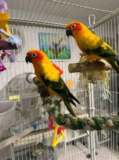 parrot for adoption
