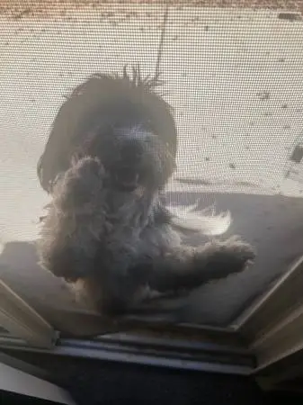 Male Shihtzu ♥️