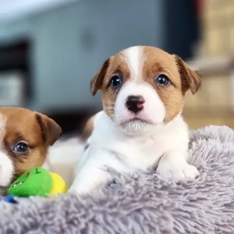 Jack Russell