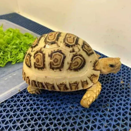 Turtle