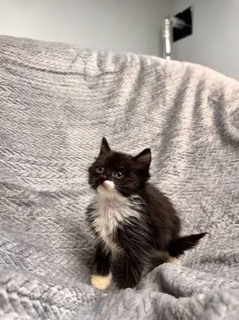 spring kittens