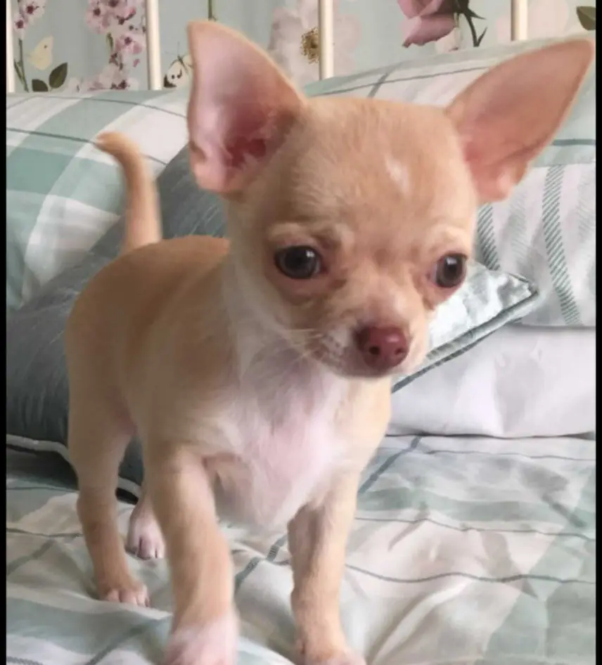 Chihuahua puppies