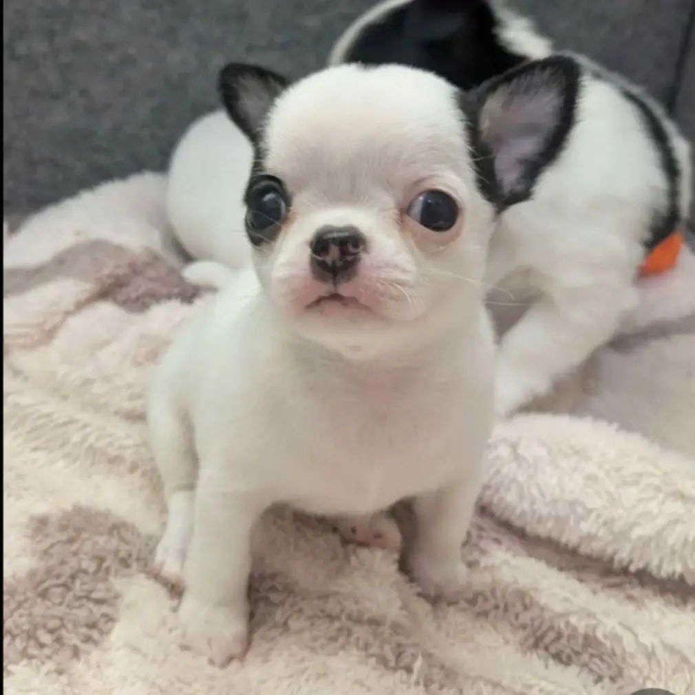 Chihuahua puppies