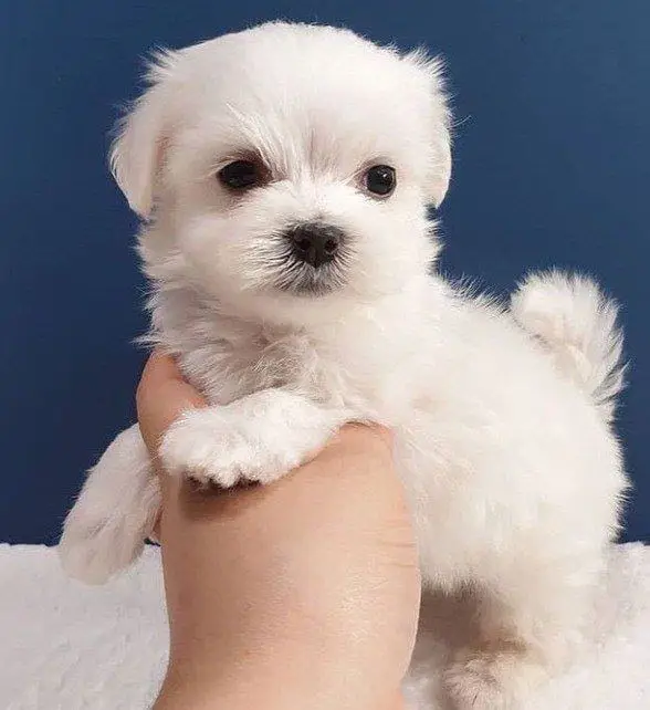 🐶 Chihuahua Puppy
