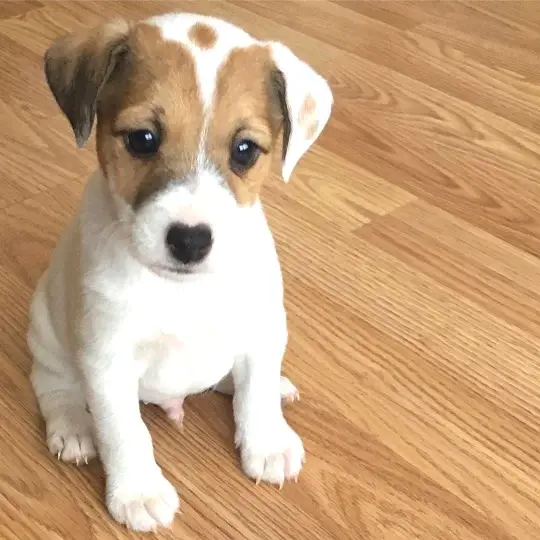 Jack Russell