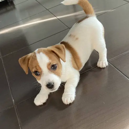 Jack Russell