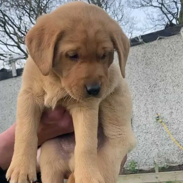 Adorable Yellow Labrador Retriever Puppy for Sale