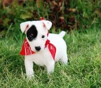 Jack Russell