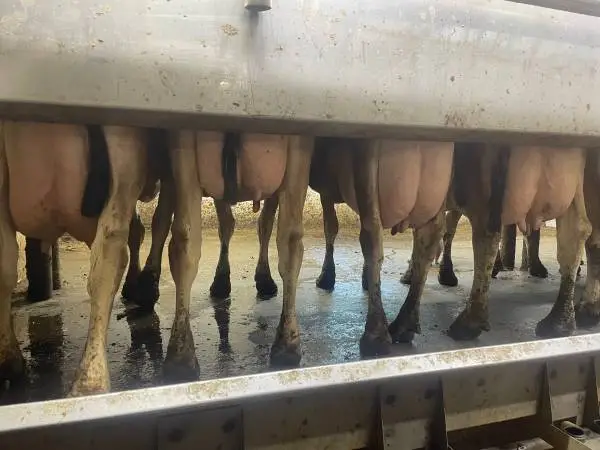 DAIRY COWS