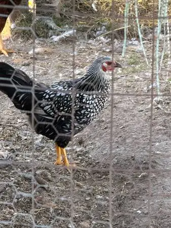 Laying Hens
