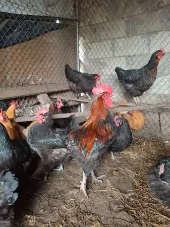French black copper maran Fertile Eggs