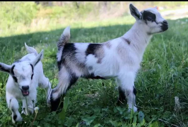 ADGA Nigerian Dwarf Goats