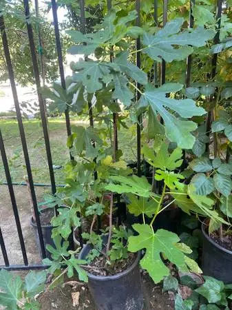 Fig tree