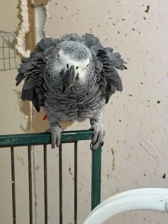 10 pairs of african grey Parrots