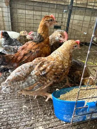20 Young Roosters