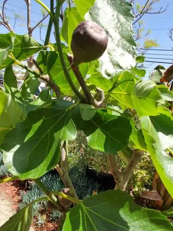 * Brown, Black, Yellow Sweet Fig Trees 5-6 feet Staked *SALE*