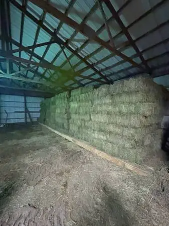 Alfalfa square bales