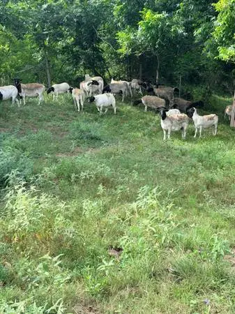 Dorper sheep herd