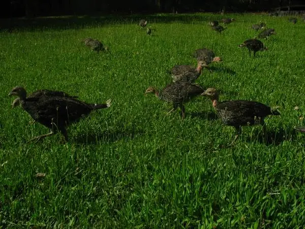 turkeys