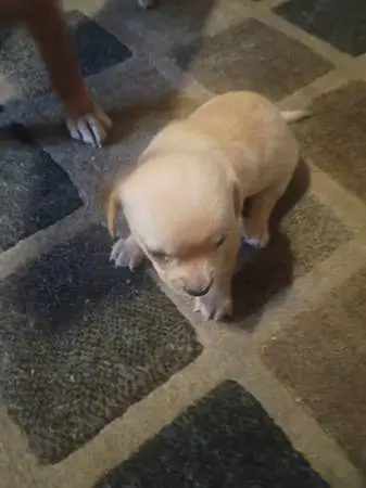 Rehoming Chihuahua