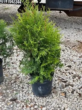 Beautiful Containerized 2-3ft/3gallon Privacy Tree $29-Thuja Green Giant Arborvi