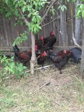 French Black Copper Maran ROOSTERS