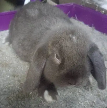 Holland lop bunnies