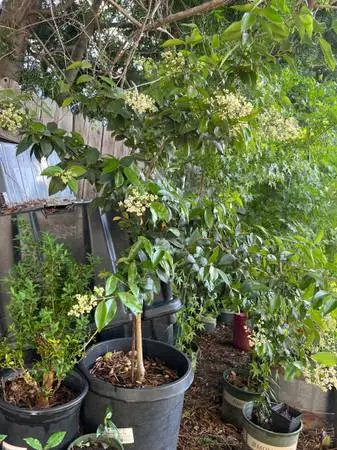 Flowering ligustrum every green 15gallon