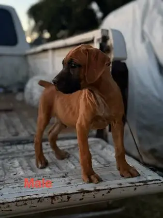 Cane corso puppies