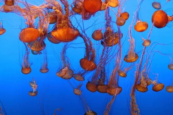Monterey Bay Aquarium!!!