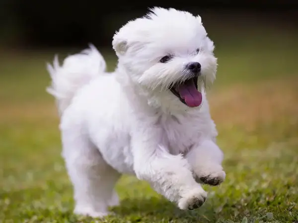 Adorable Maltese Puppy - Purebred White Fluffy Com
