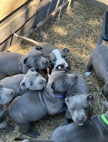 Adorable Pitbull/Bully Breed Puppies - Ready for N