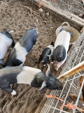 Feeder pigs