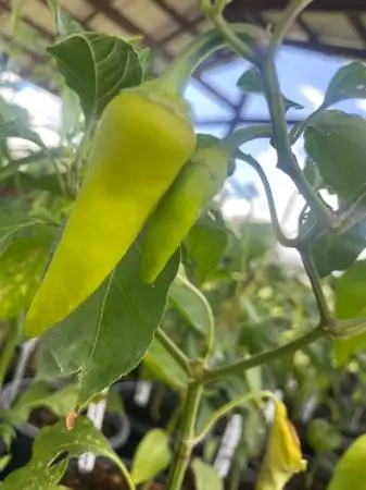 Pepper plants
