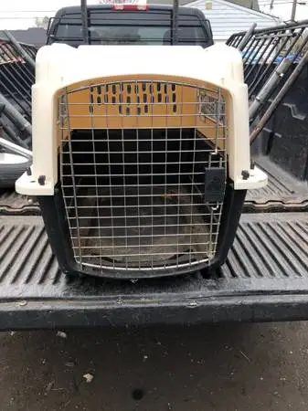 LARGE ANIMAL / DOG CREATE $34