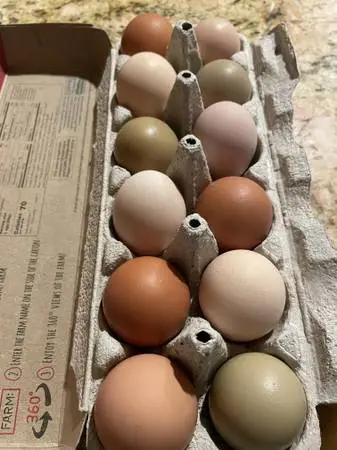 Fertile chicken eggs