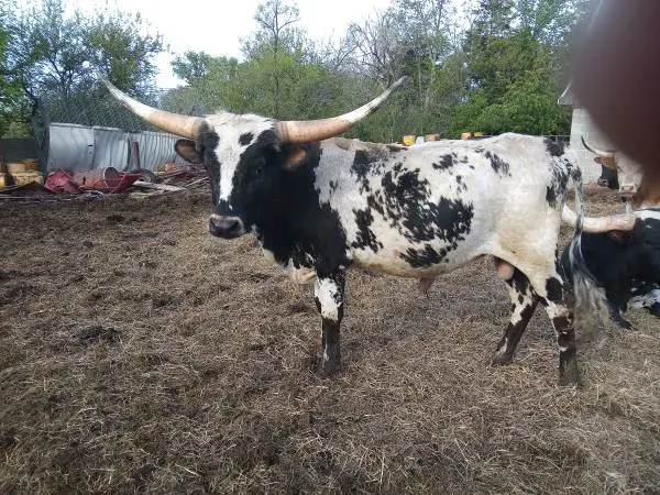 2 yr old mini Longhorn Bull