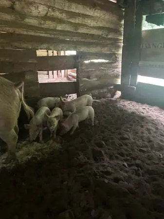 Feeder pigs