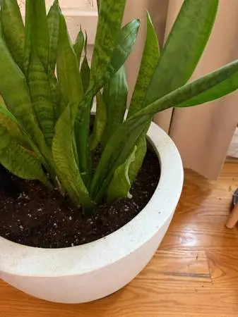 Mature Snake Plant + Heavy West Elm Planter — $125 OBO